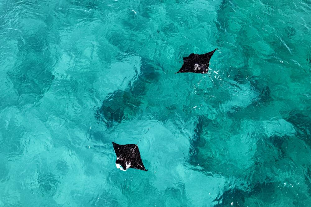 Manta Rays In The Maldives